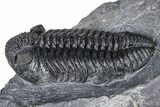 Prone Phacopid (Drotops) Trilobite On Large Limestone #381175-3